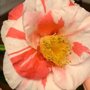 Meet your Posher, Margaret